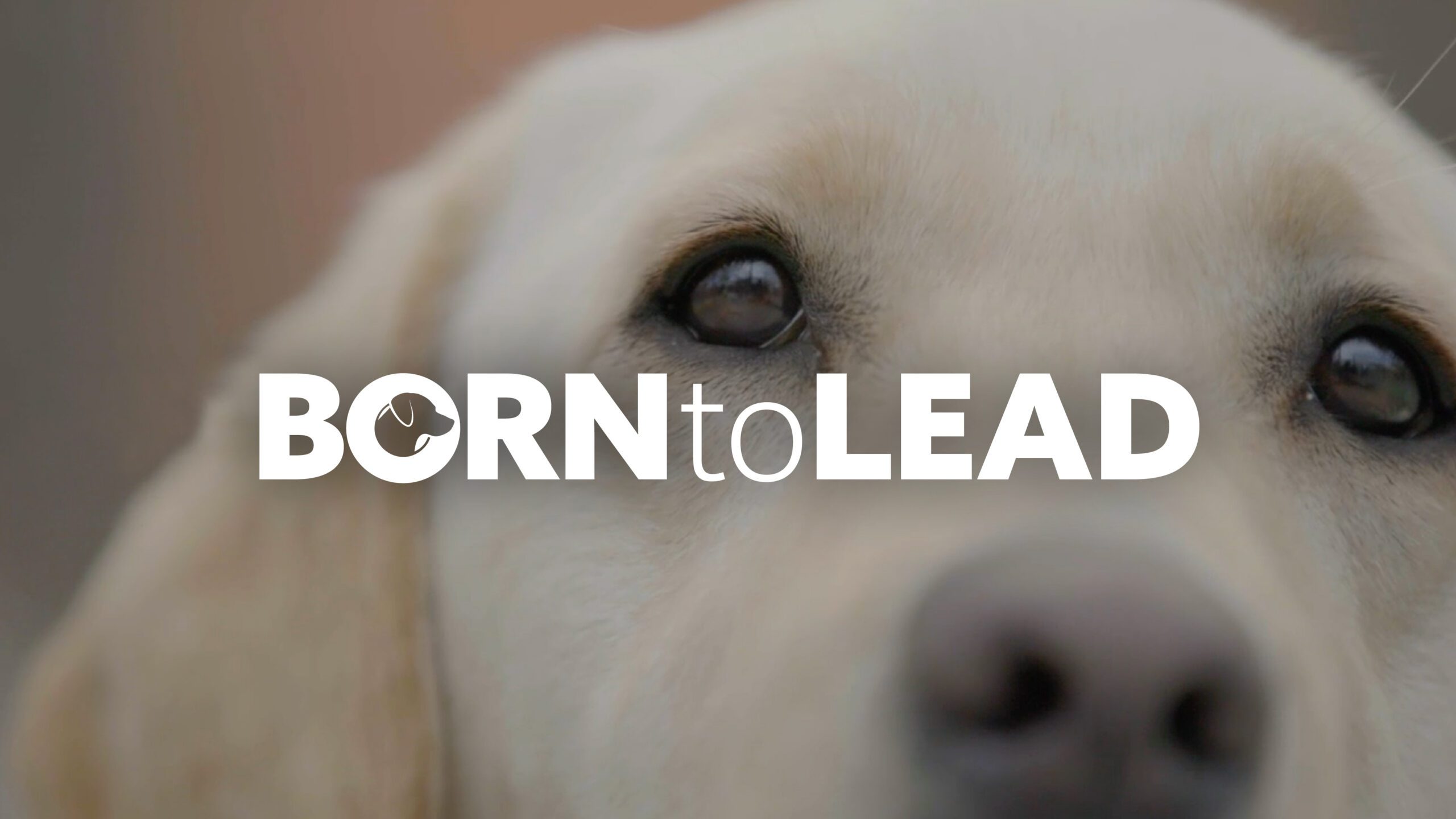 The Born to Lead logo over the face over a yellow Labrador