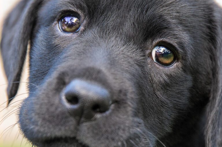 Donate to Guide Dogs
