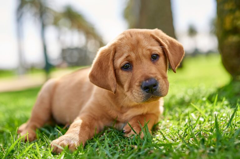 Find your local Guide Dogs