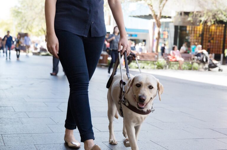 Guide Dogs Access Statements