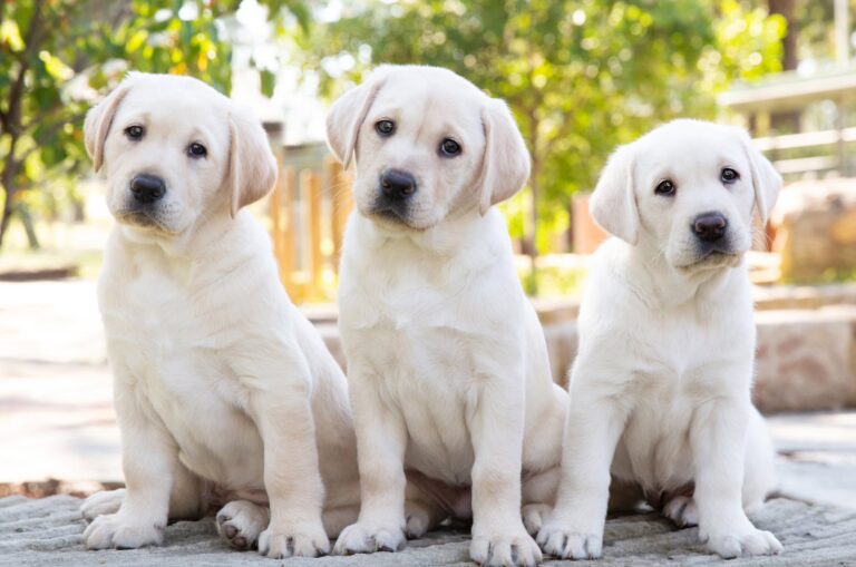 Our dogs