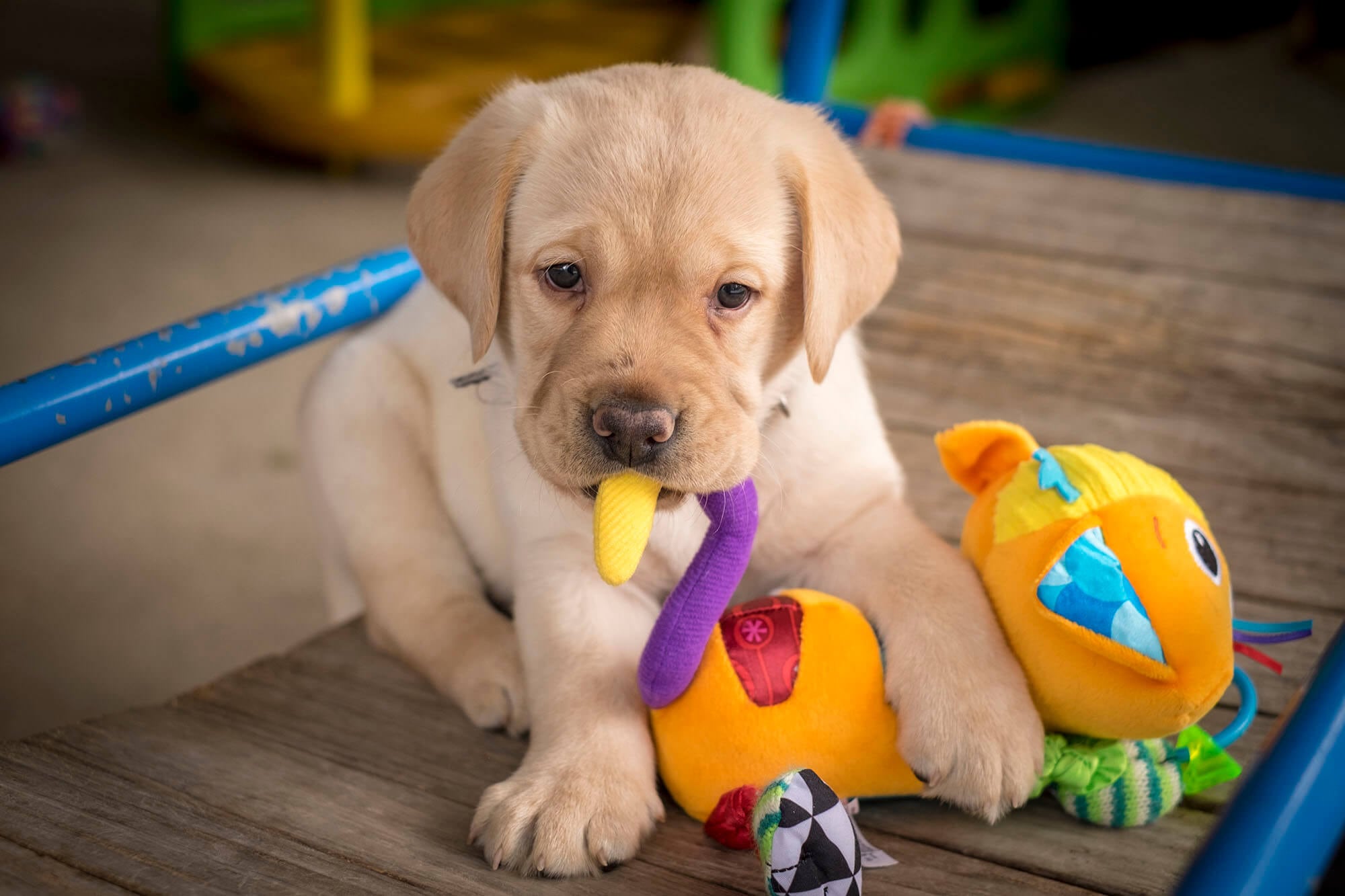 A seven week old yellow labrador puppy crewing on a bright coloured toy.
