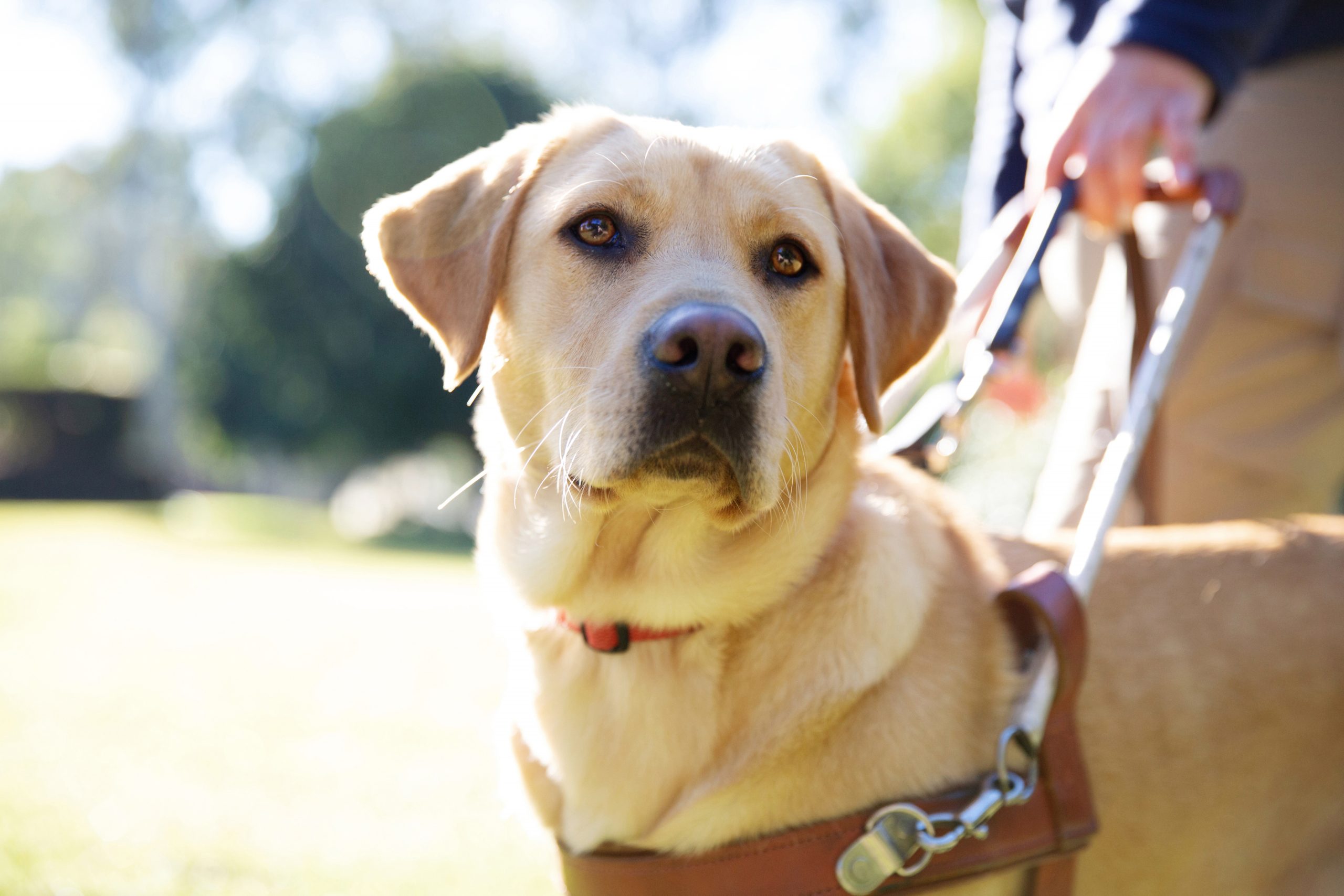 A yellow Labrador Guide Dog in harness