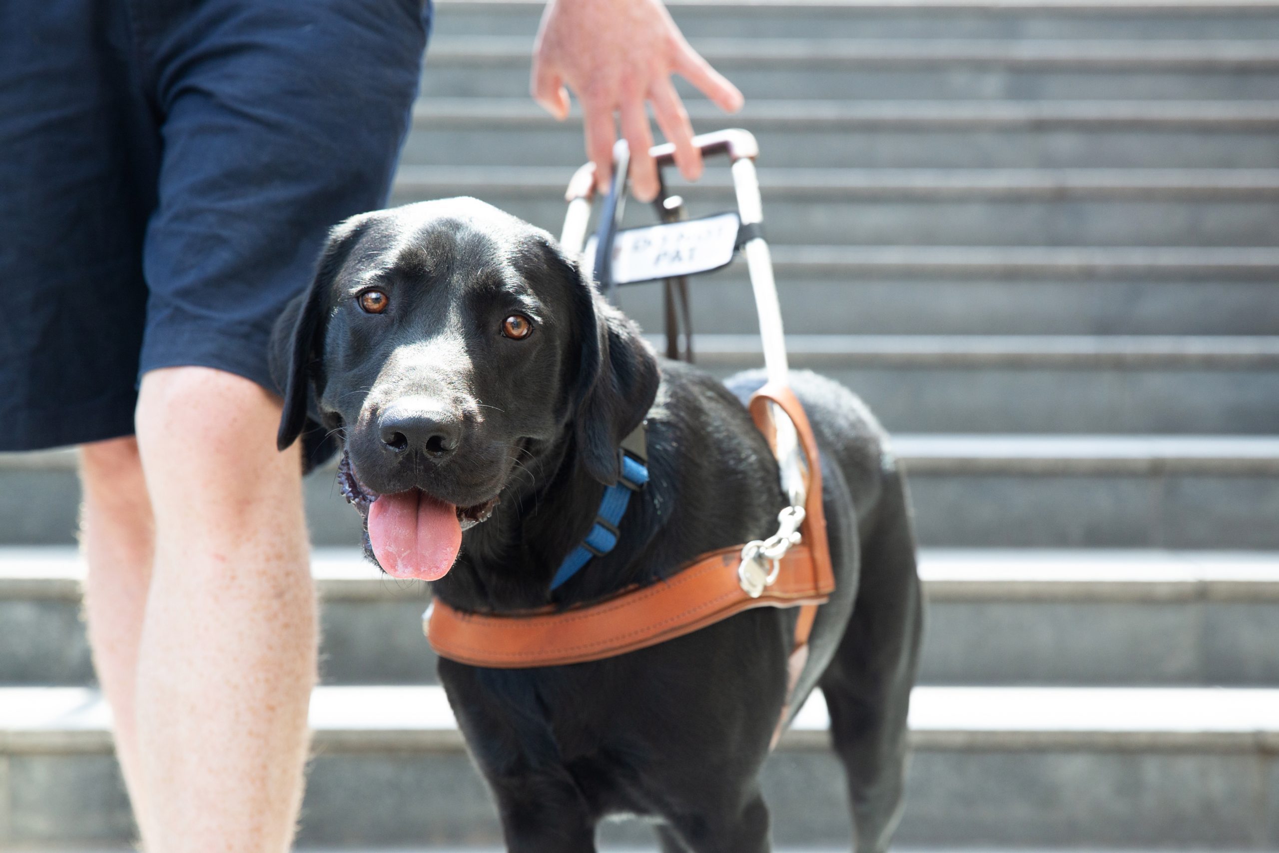 A black labrabor in a Guide Dog harness looking at the camera