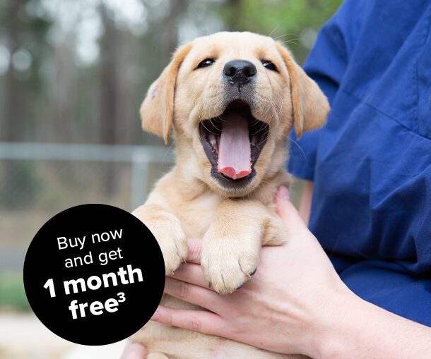 Guide Dogs Pet Insurance