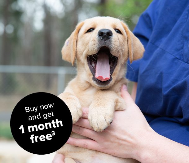 A yellow Labrador puppy yawning with a circle stamp which says 'get one month free 3.'