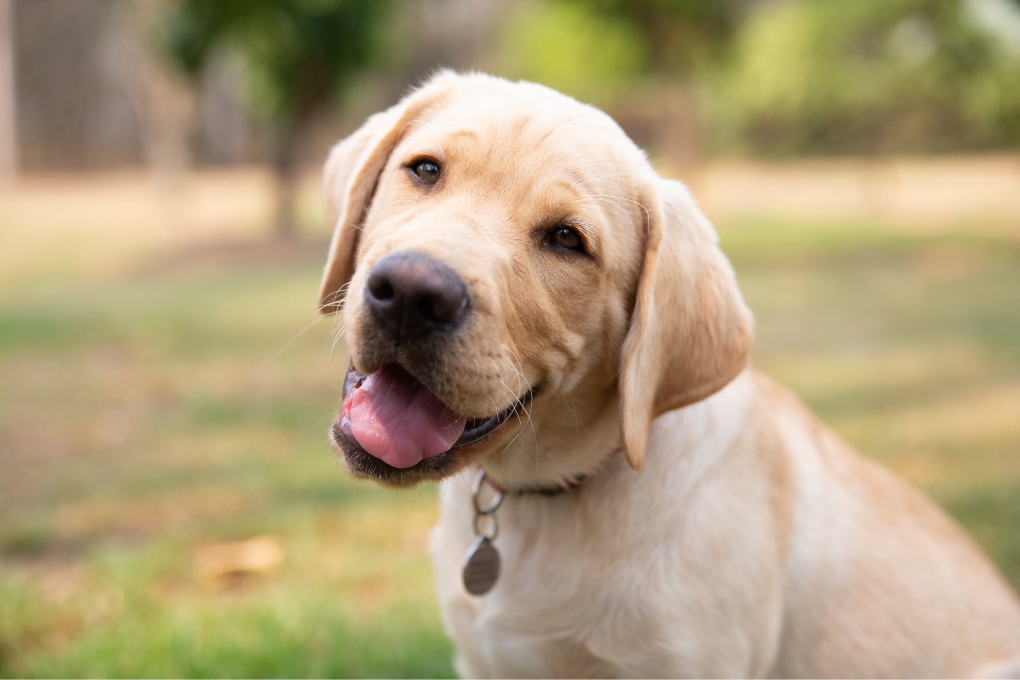 A yellow labrador dog sitting outside looking at the camera. The dog has its head tilted to the side slightly.