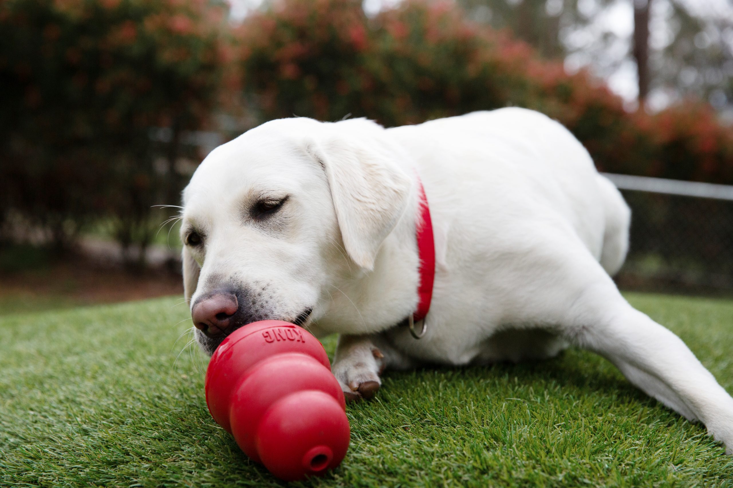 A yellow labrador smells a red KONG toy