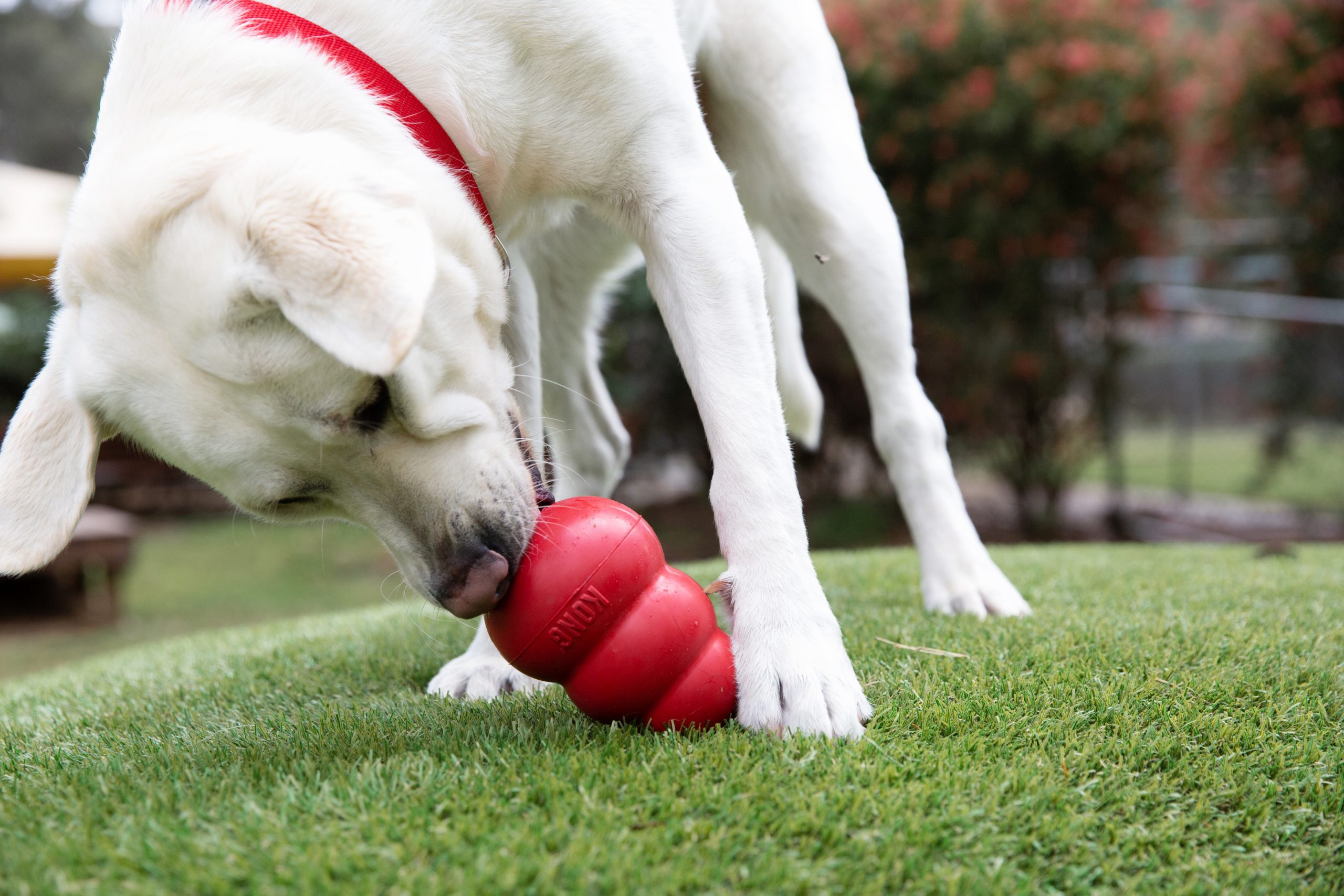 A yellow labrador licks a red KONG toy