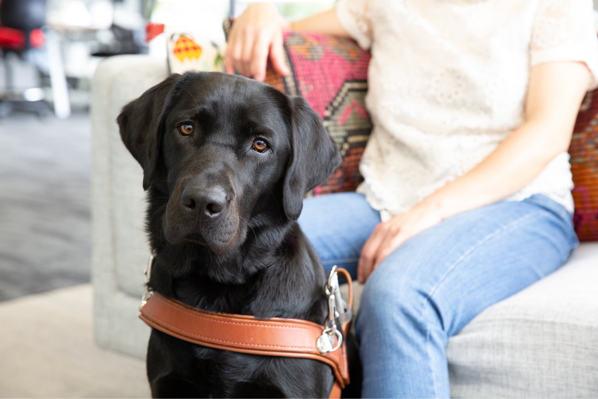 Black labrador dog in harness sitting next to its handlers leg.