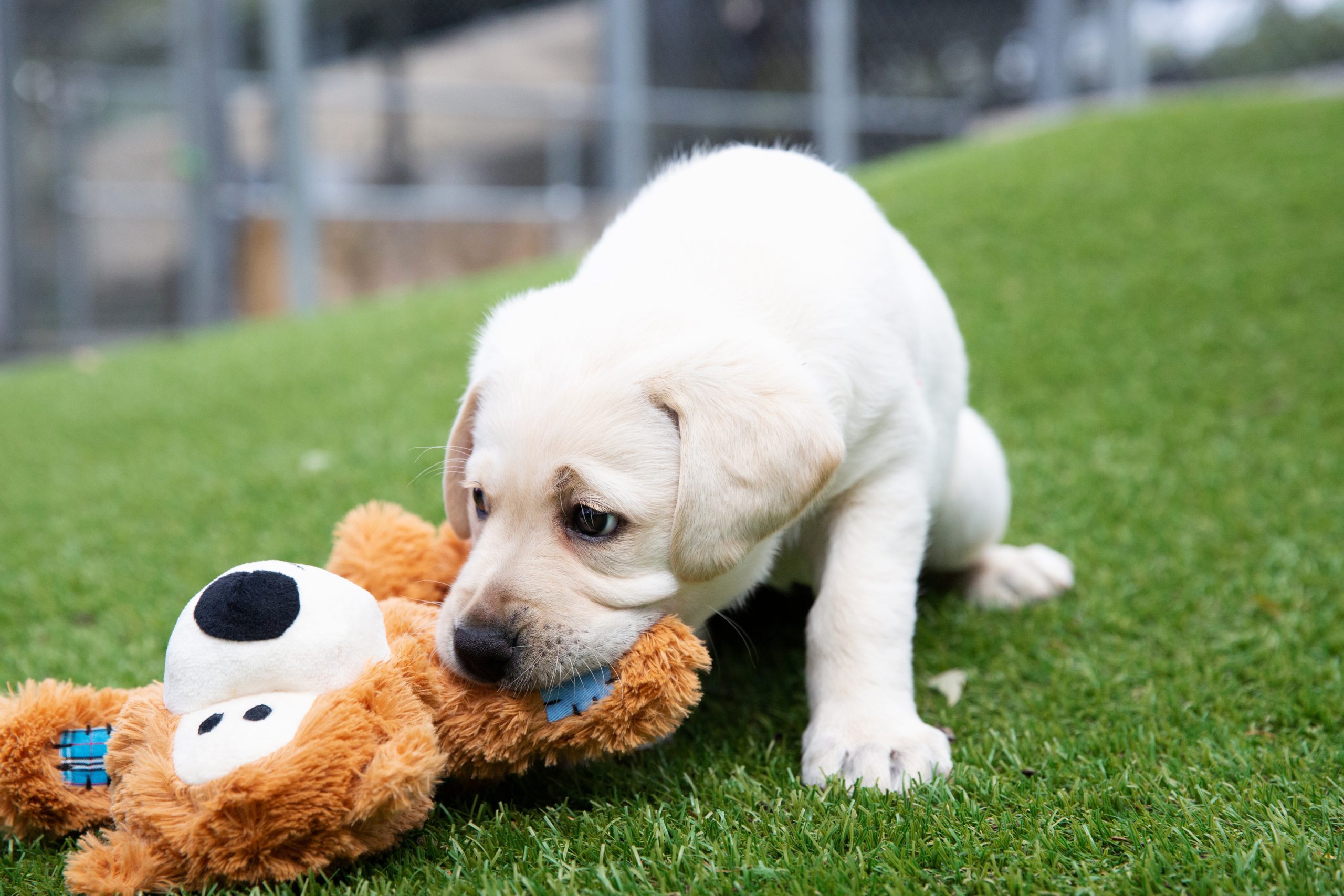 A yellow labrador puppy chews a KONG teddy bear