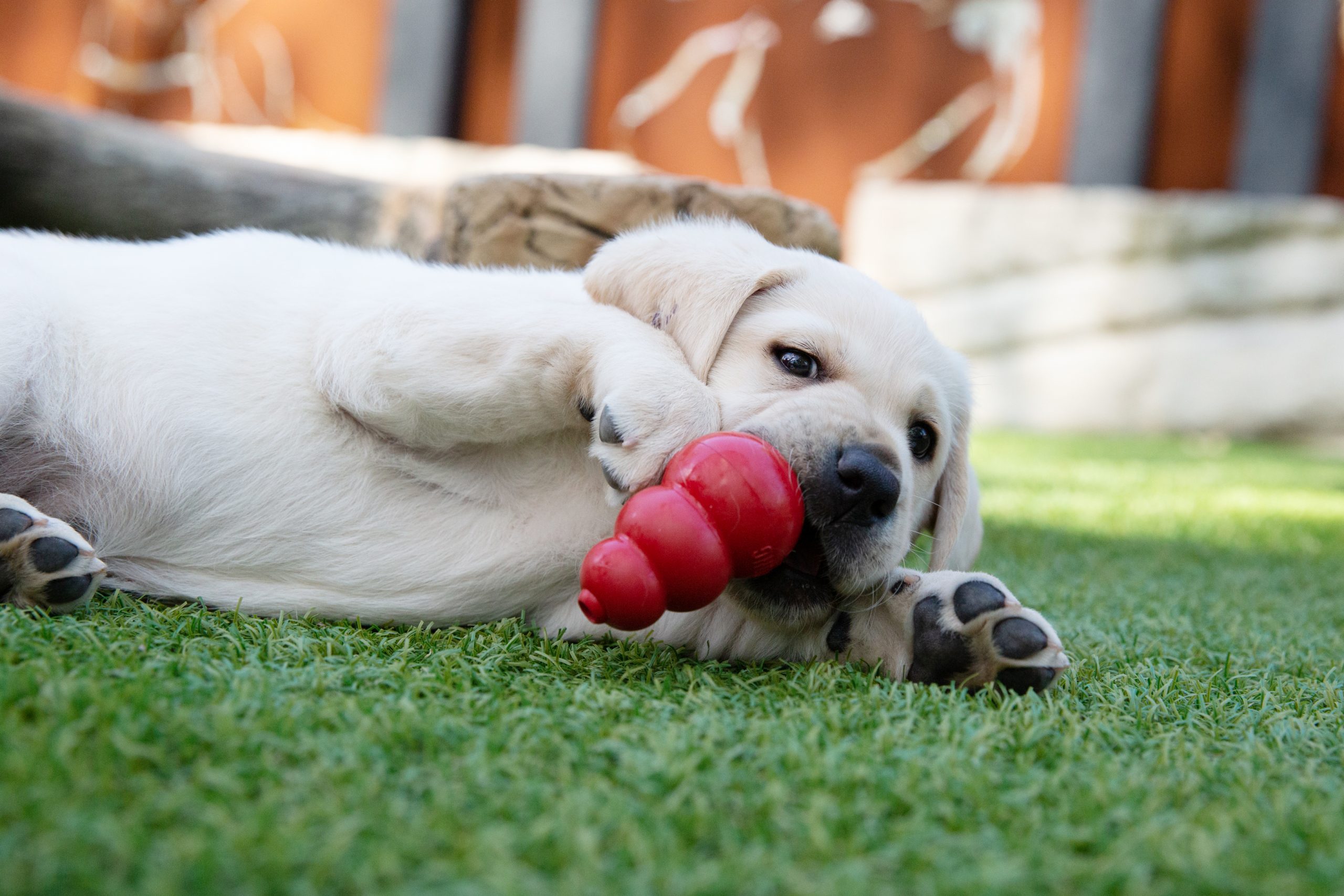 A yellow labrador lies in the grass chewing a red KONG toy