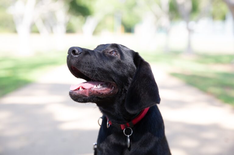 Who is Guide Dogs Australia?