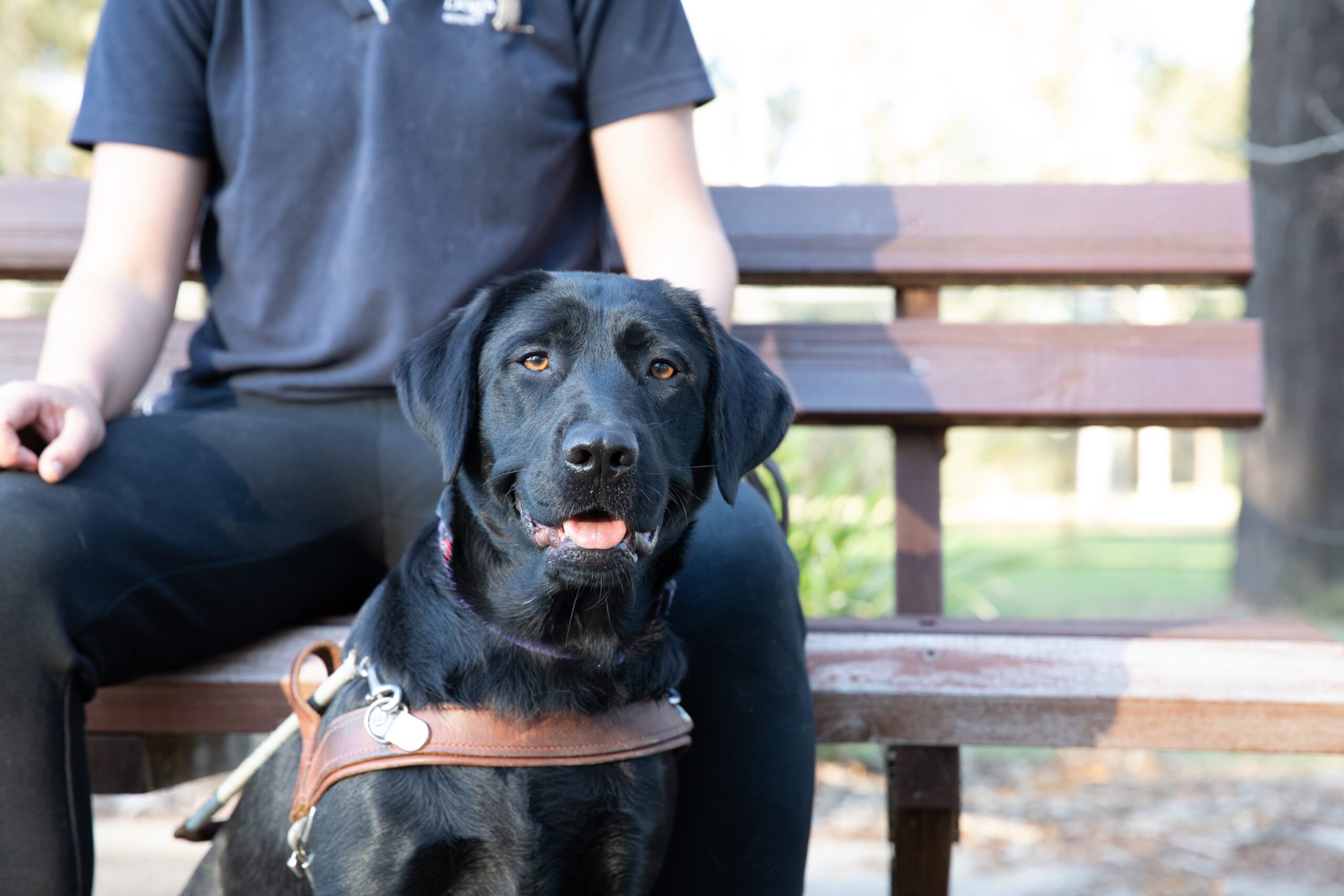 A black labrador in harness sitting in front of a bench.