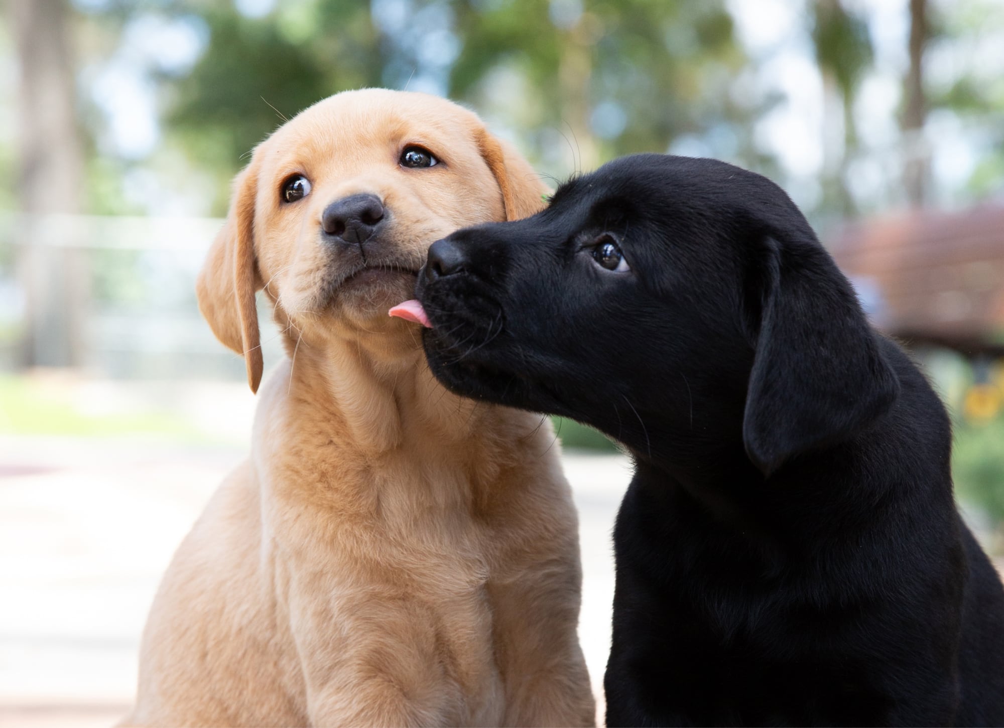 Two yellow and black Labrador puppies next to each other