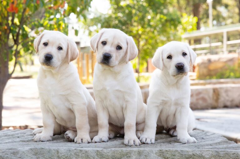 International Dog Day 2023