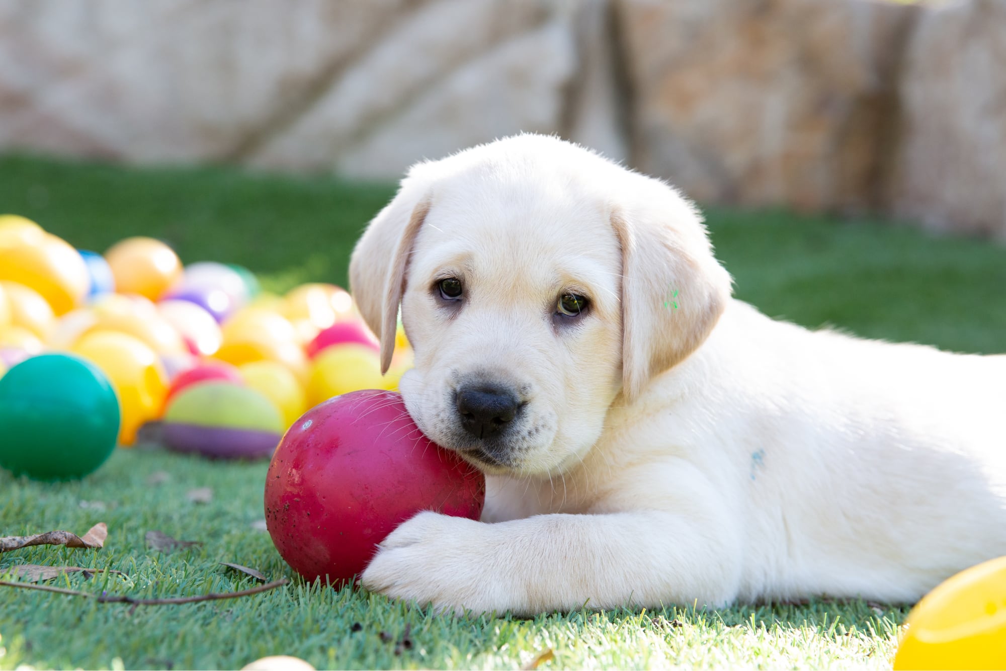 A yellow eight week old labrador puppy sitting outside on some grass with a dog toy in its mouth.