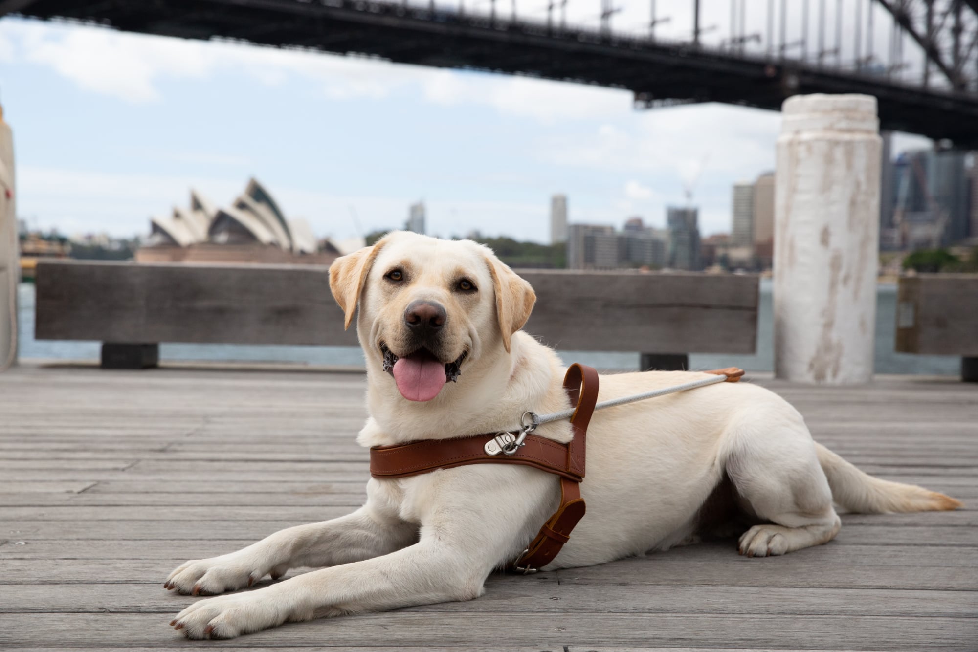 A yellow labrador Guide Dog in harness sitting flat on the ground looking at the camera. The Sydney Harbour bridge is in the background.