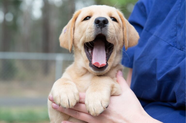 Boehringer Ingelheim Animal Health Australia