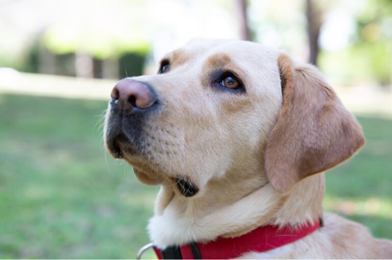 Autism Assistance Dogs
