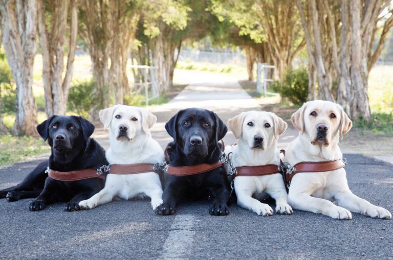 International Guide Dog Day 2026