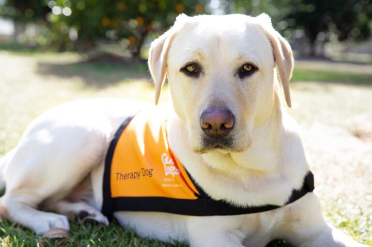 Therapy Dogs