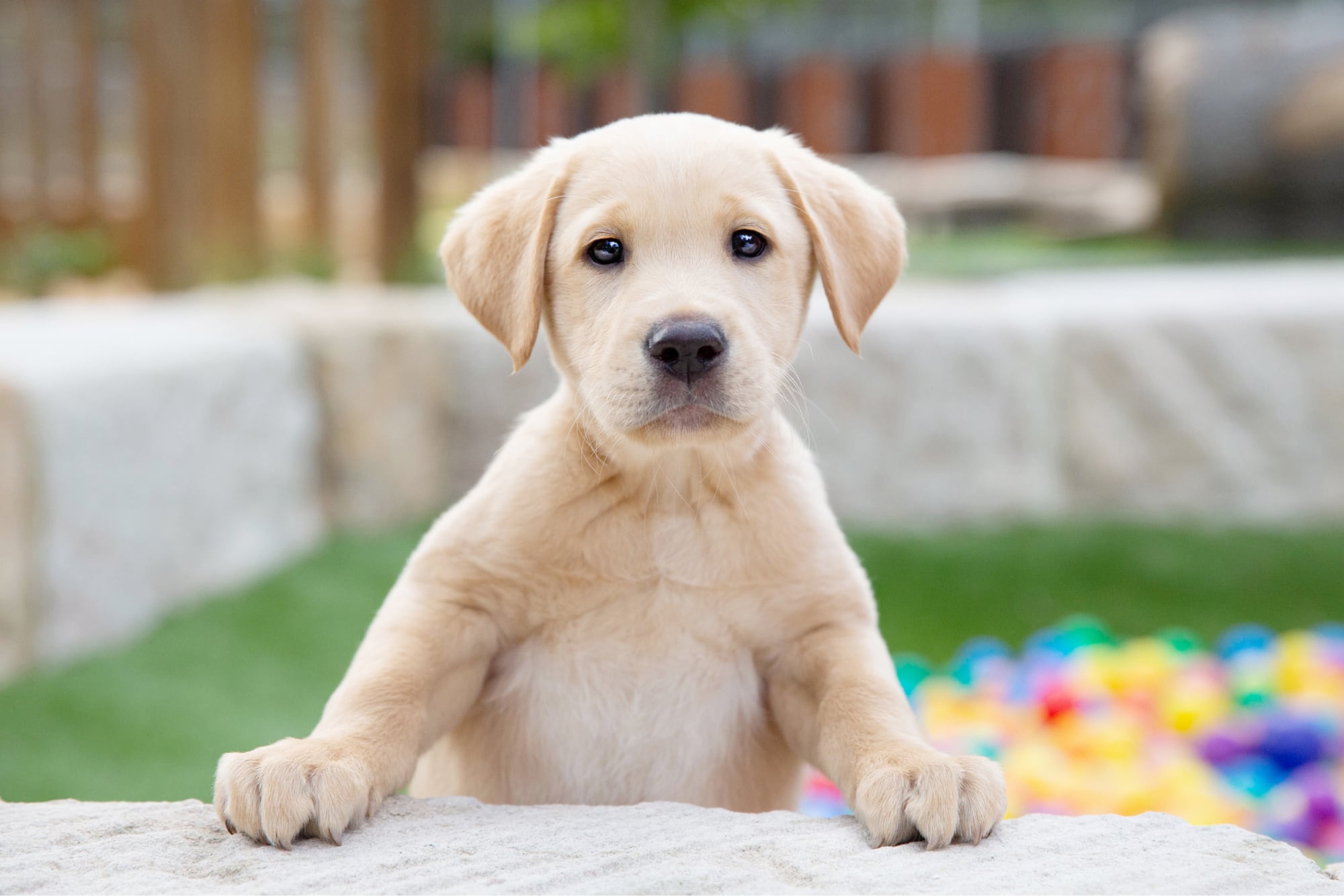 Raise a puppy
