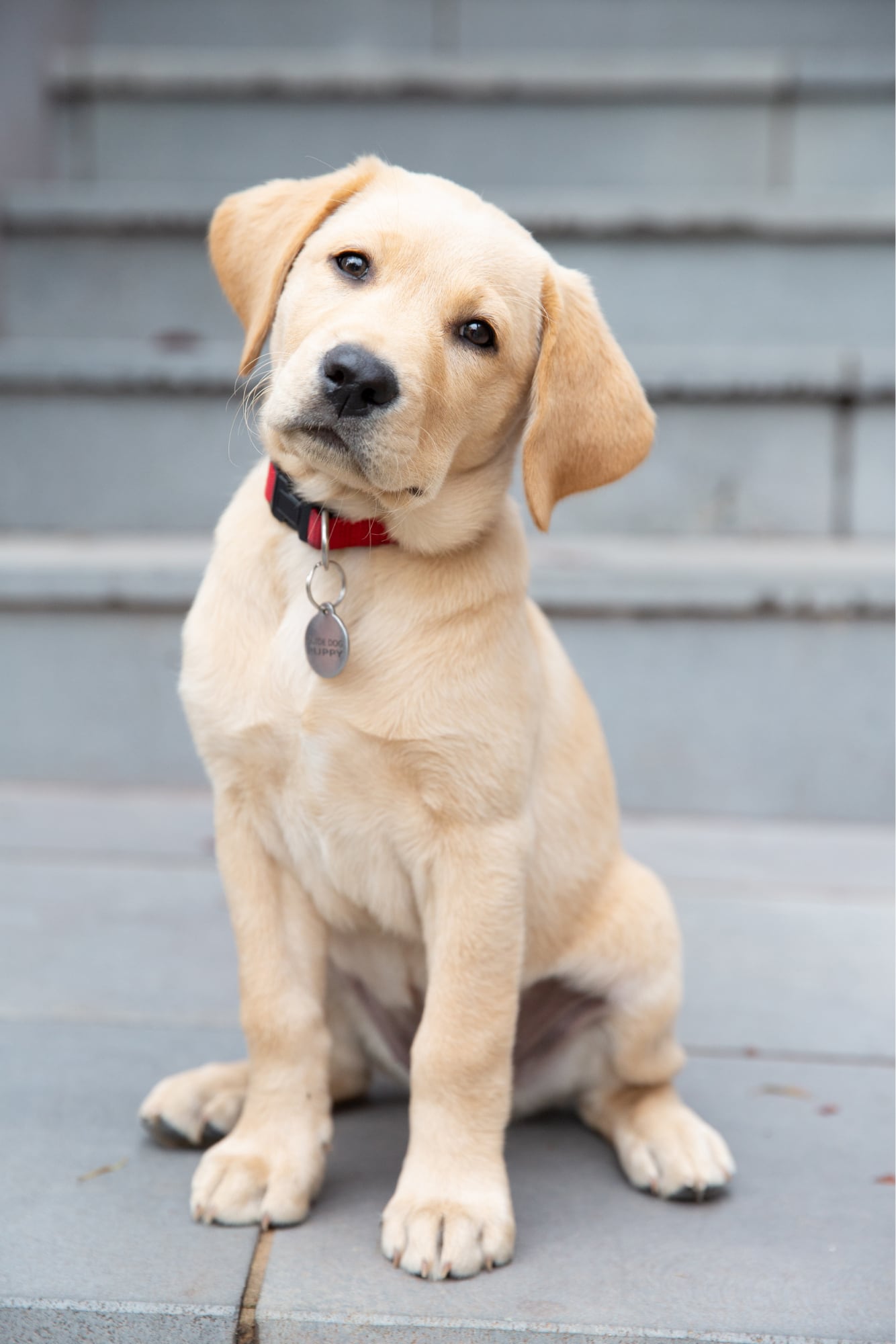 A yellow sixteen week old puppy sitting looking at the camera. The puppy is tilting its head to the right.