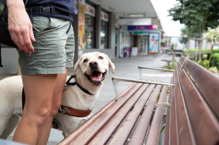 International Guide Dog Day