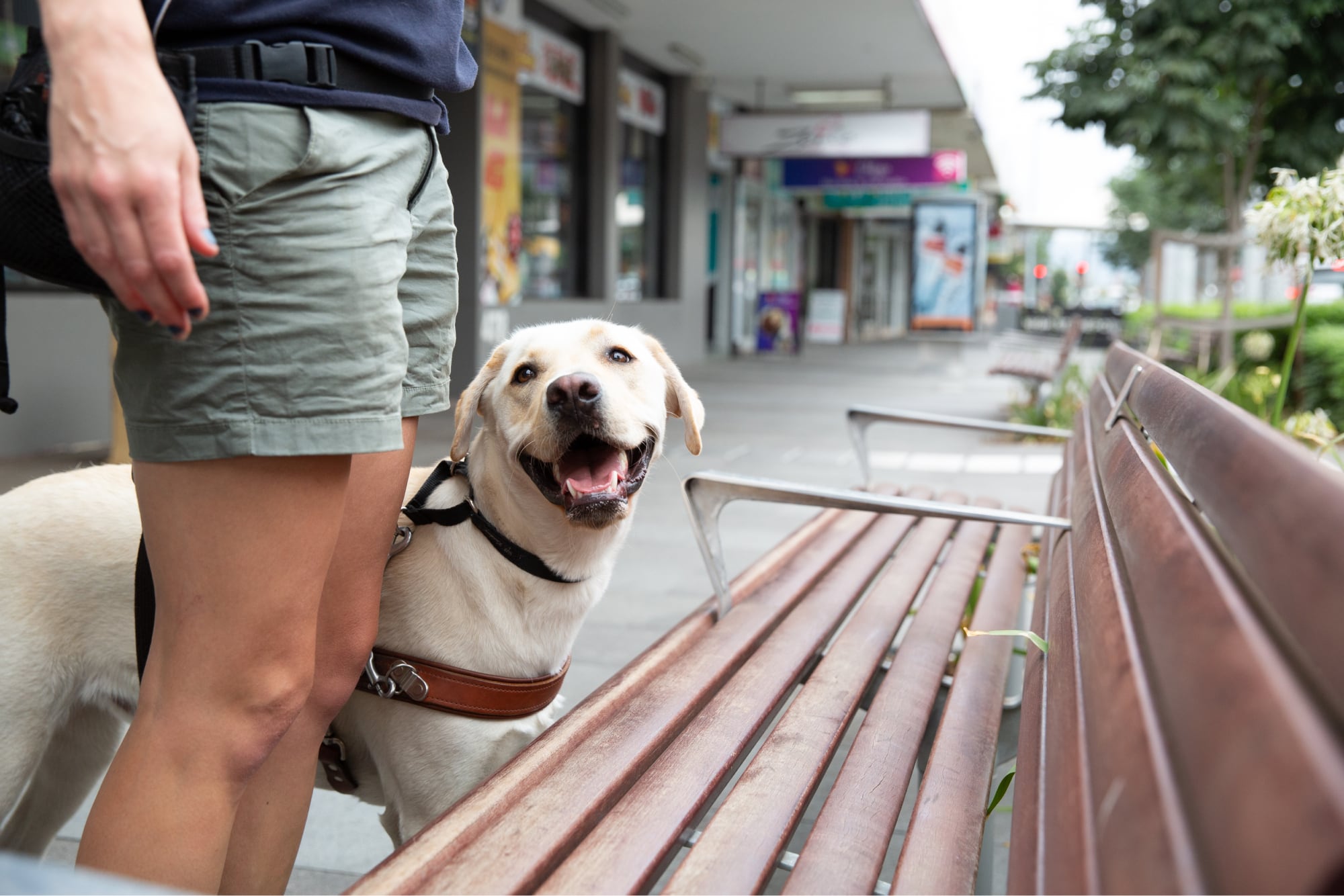 A yellow labrador Guide Dog, wearing a harness, with its handler, The dog is locating a bench and looking up at their handler.