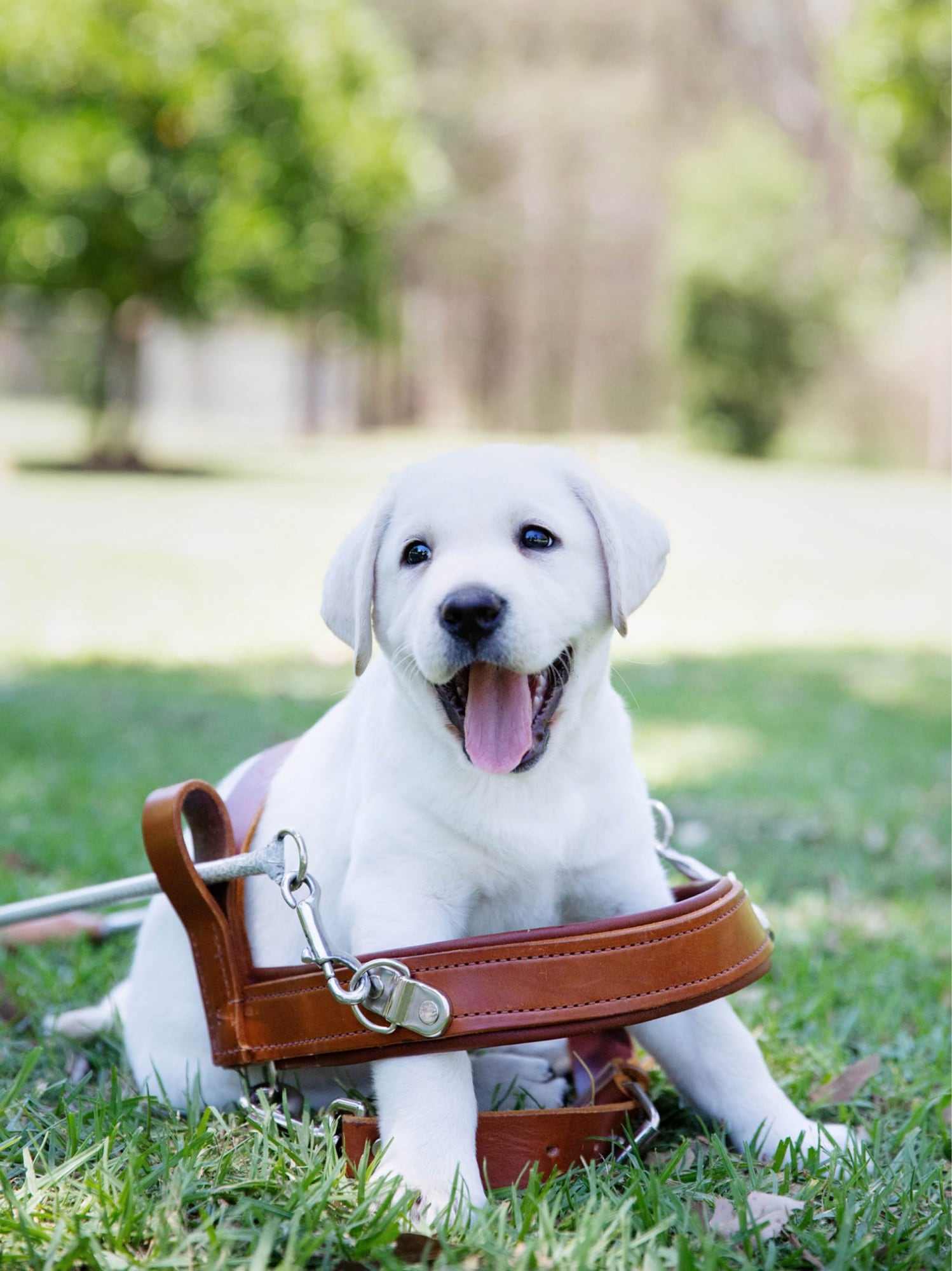 A yellow labrador puppy sitting outside with a Guide Dog harness
