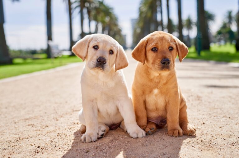 About our puppies