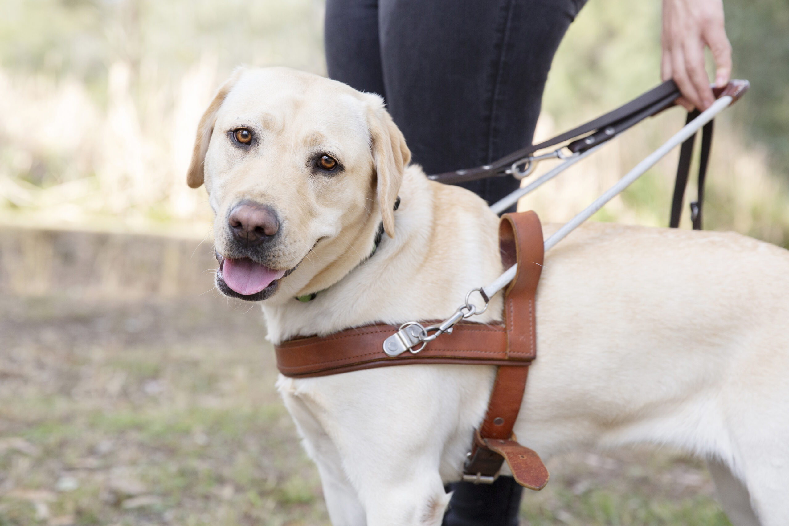 Guide sales dog lead